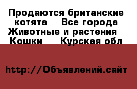 Продаются британские котята  - Все города Животные и растения » Кошки   . Курская обл.